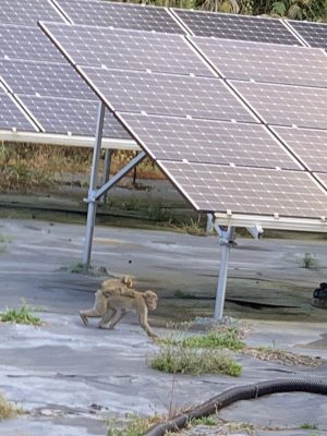 お猿さん